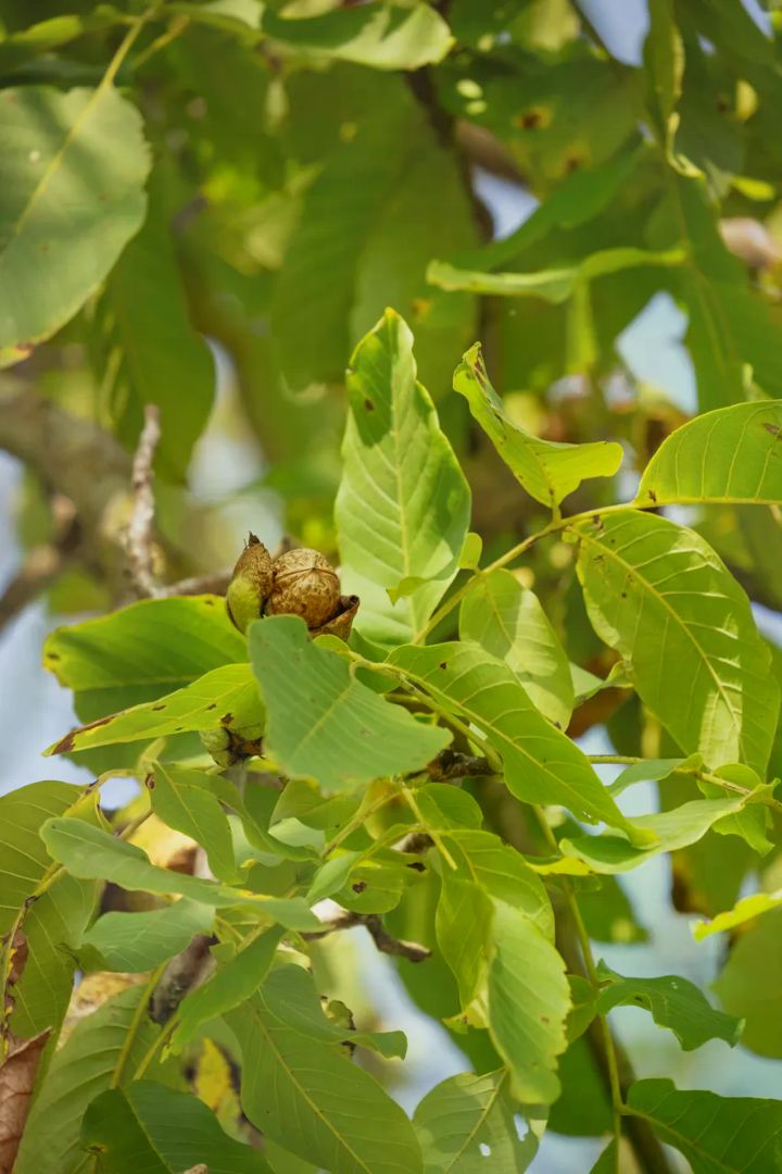 Noyer (Juglans regia), photo de l'espèce