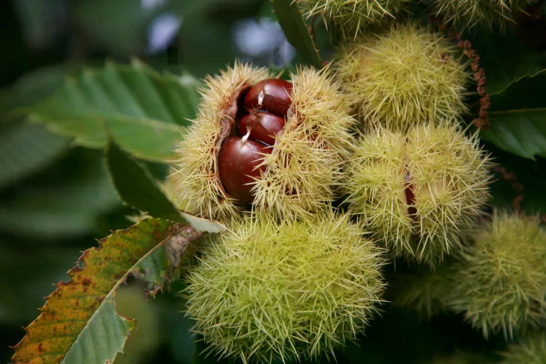 Châtaignier (Castanea sativa), photo de l'espèce