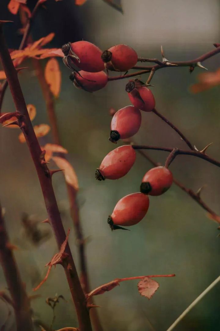 Églantier (Rosa canina), photo de l'espèce