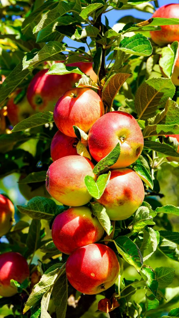 Pommier (Malus domestica), photo de l'espèce