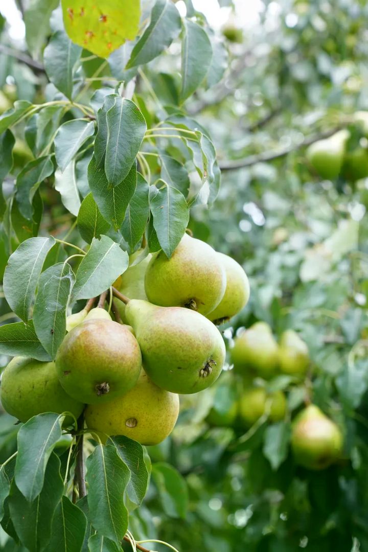Poirier (Pyrus communis), photo de l'espèce